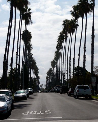 Street lined with tall palm trees, cars parked on sides, 