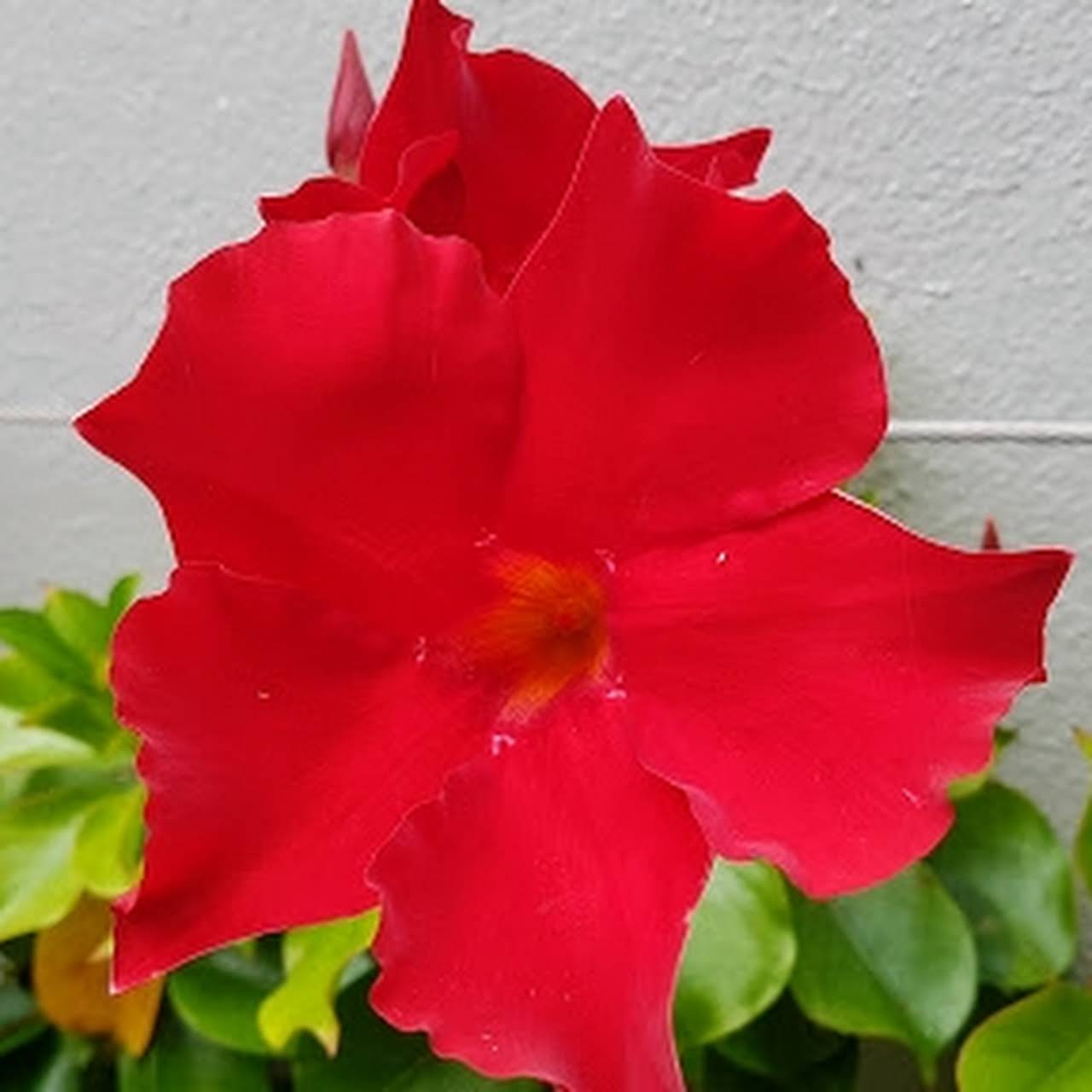 mandevilla flower