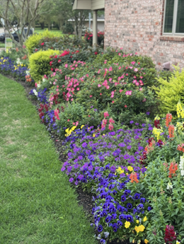 A colorful garden bed with purple, yellow, and red flowers in front of a brick building.