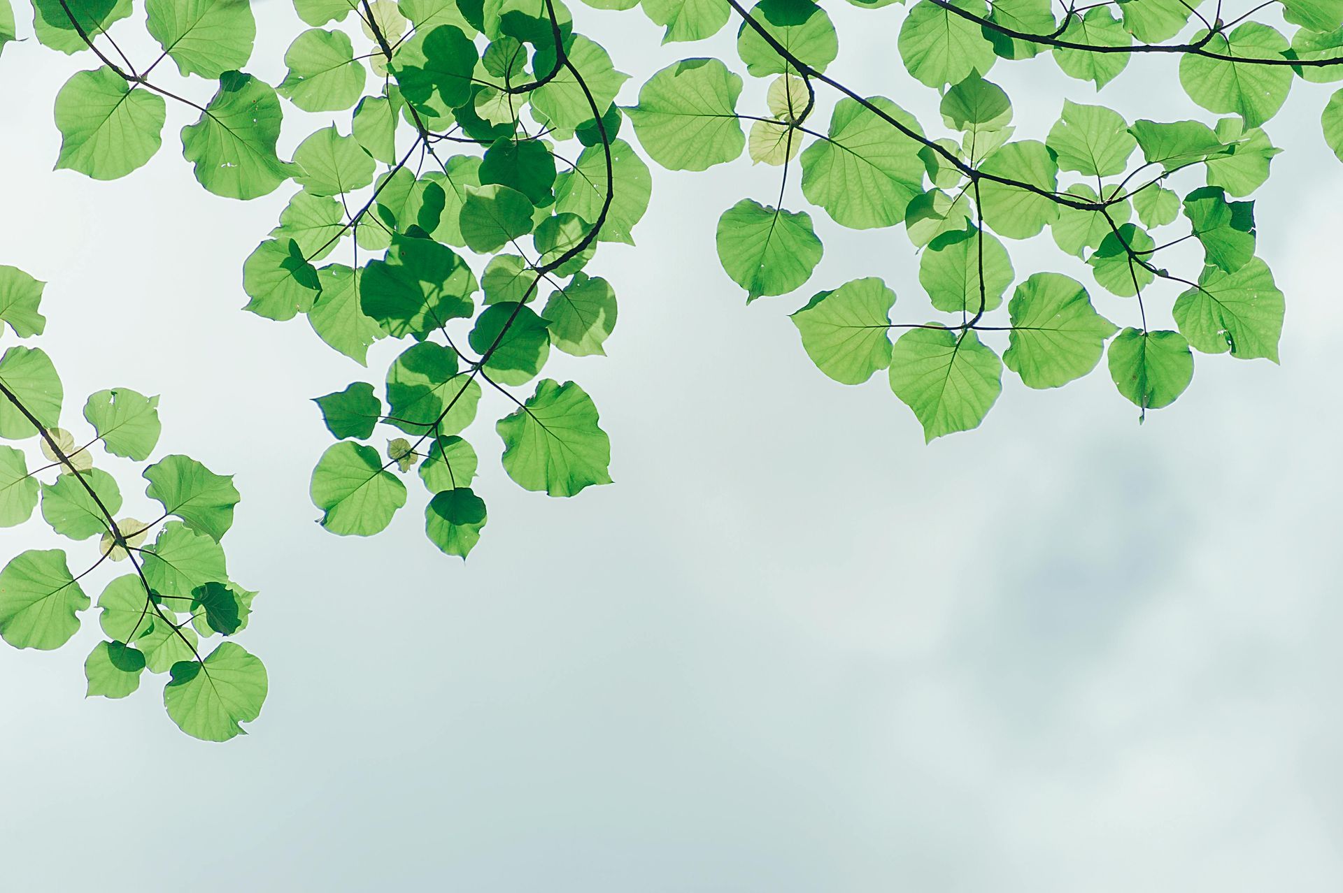 A tree branch with green leaves against a blue sky.