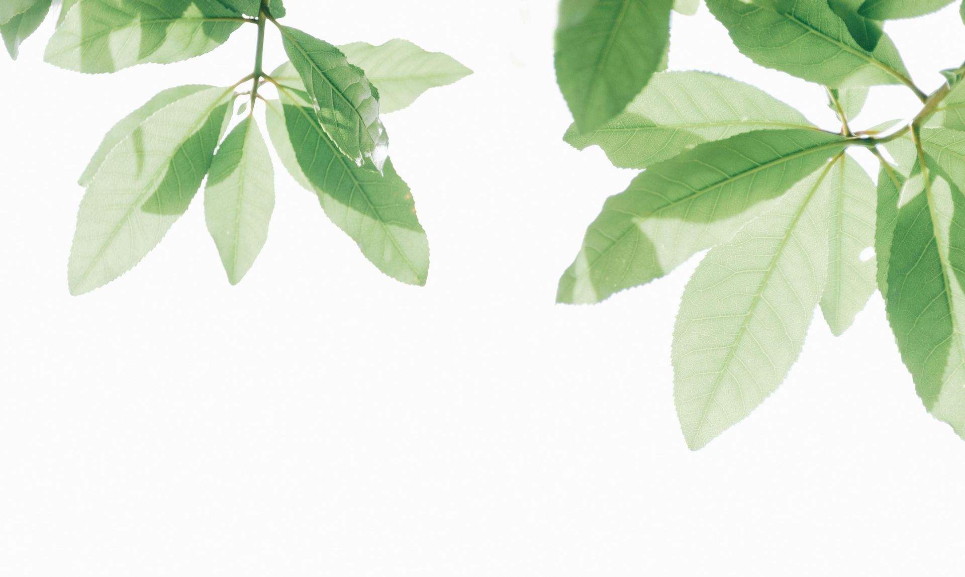 A tree with lots of green leaves on it