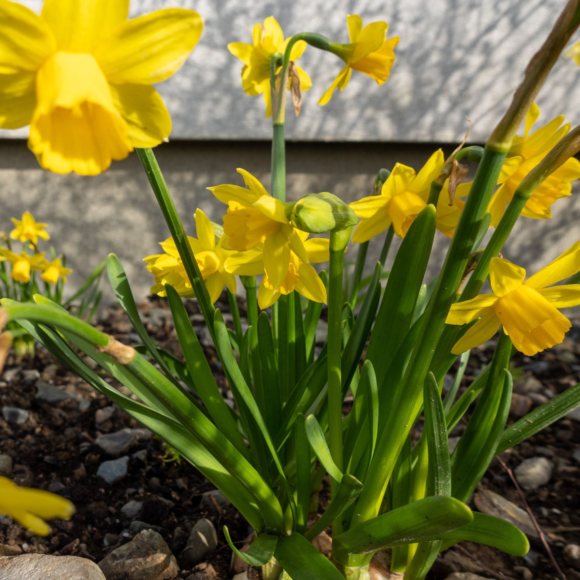 Lus An Chromchinn Or Daffodils