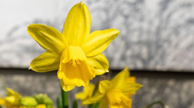 Daffodil Meaning and Symbolism