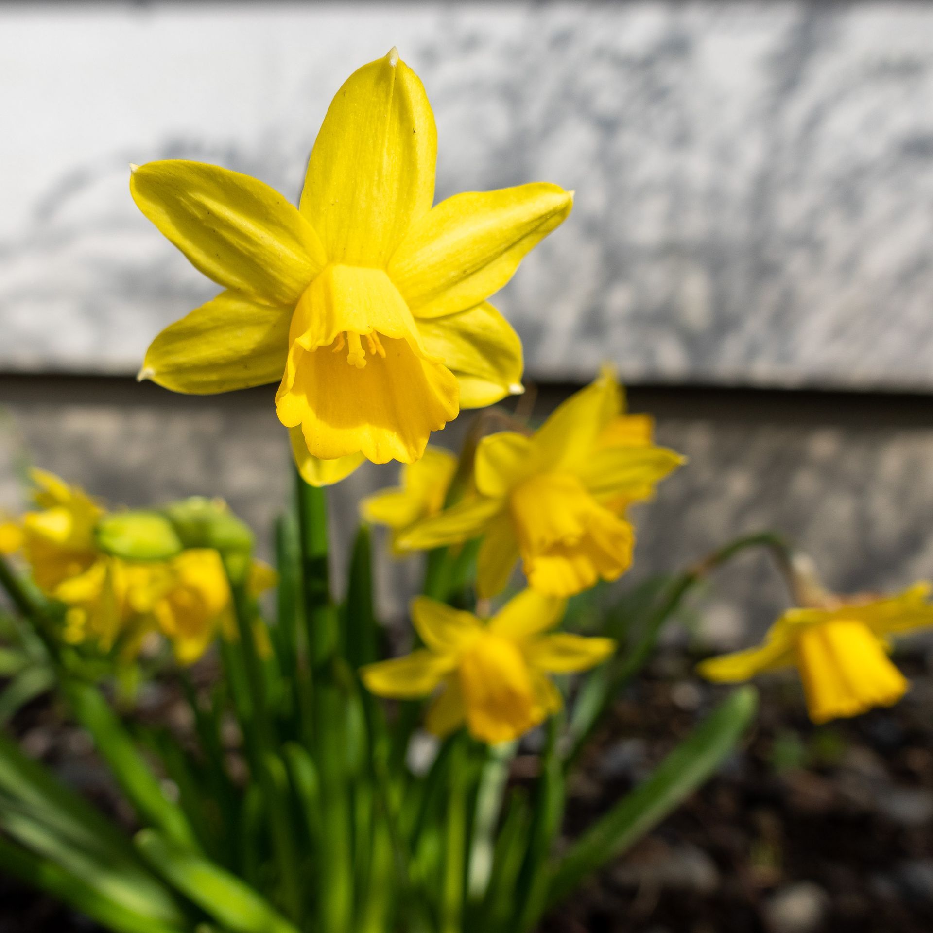 Lus an Chromchinn or Daffodil