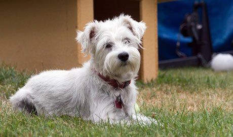 Padagan Boarding Kennels 3