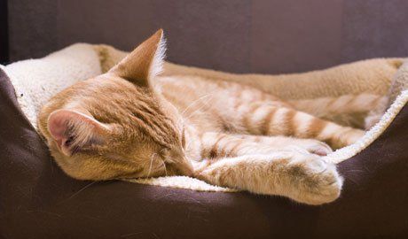 Padagan Boarding Kennels 2