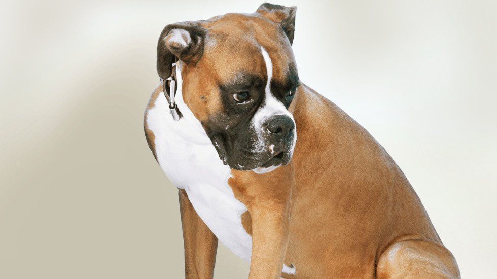 Padagan Boarding Kennels 1