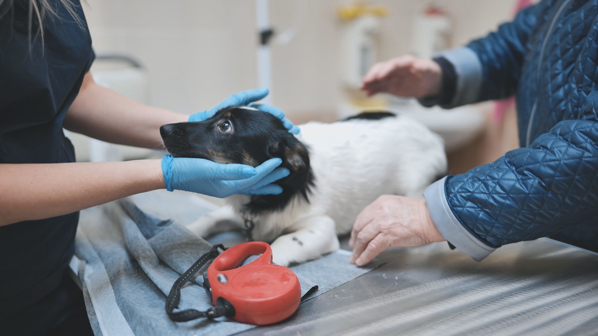 View of two vet holding and petting a white and black little dog that is looking at one of them. View of two vet holding and petting a white and black little dog that is looking at one of them.