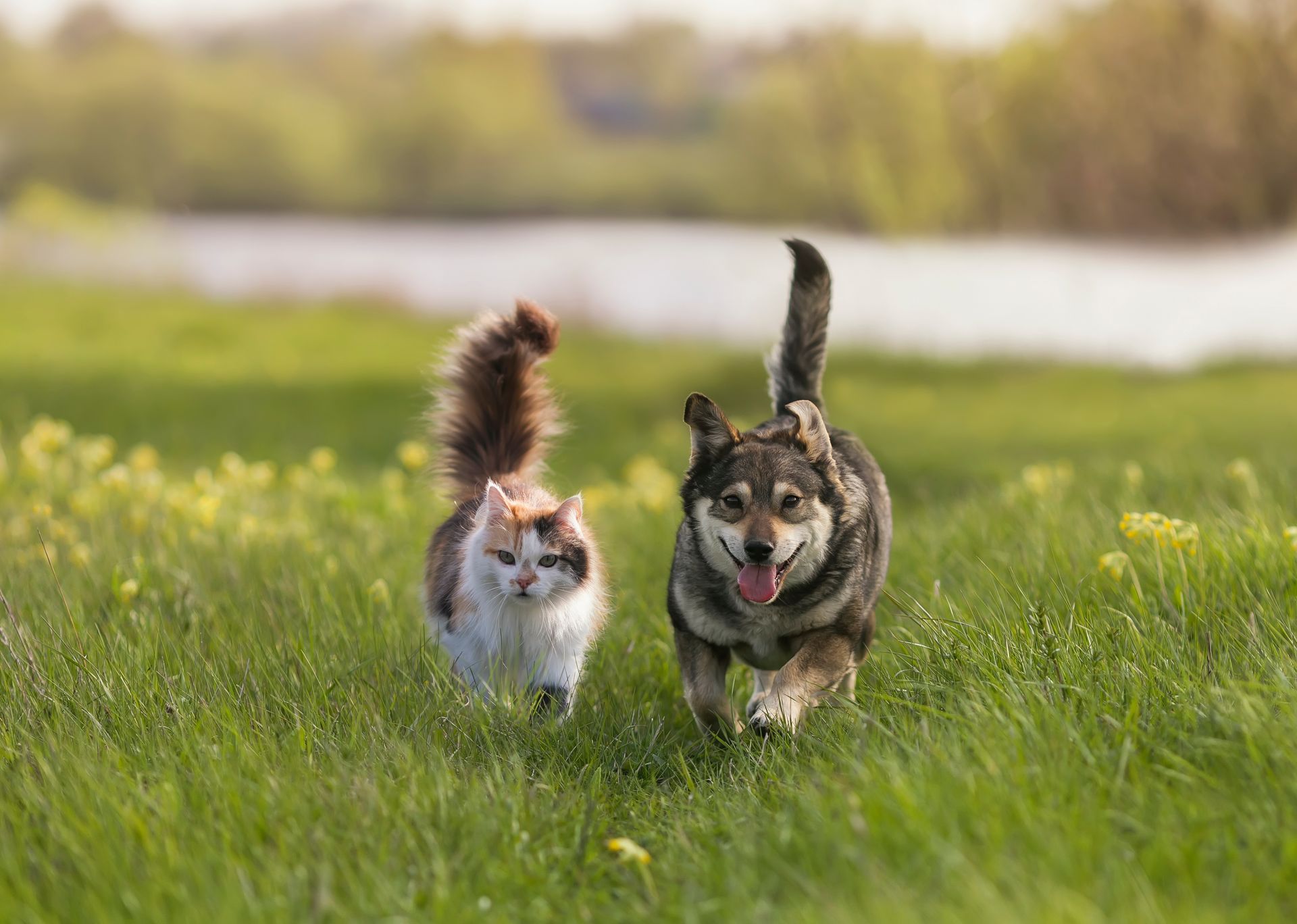 A fluffy cat and a cheerful dog walk through a sunny spring meadow, side-by side.
