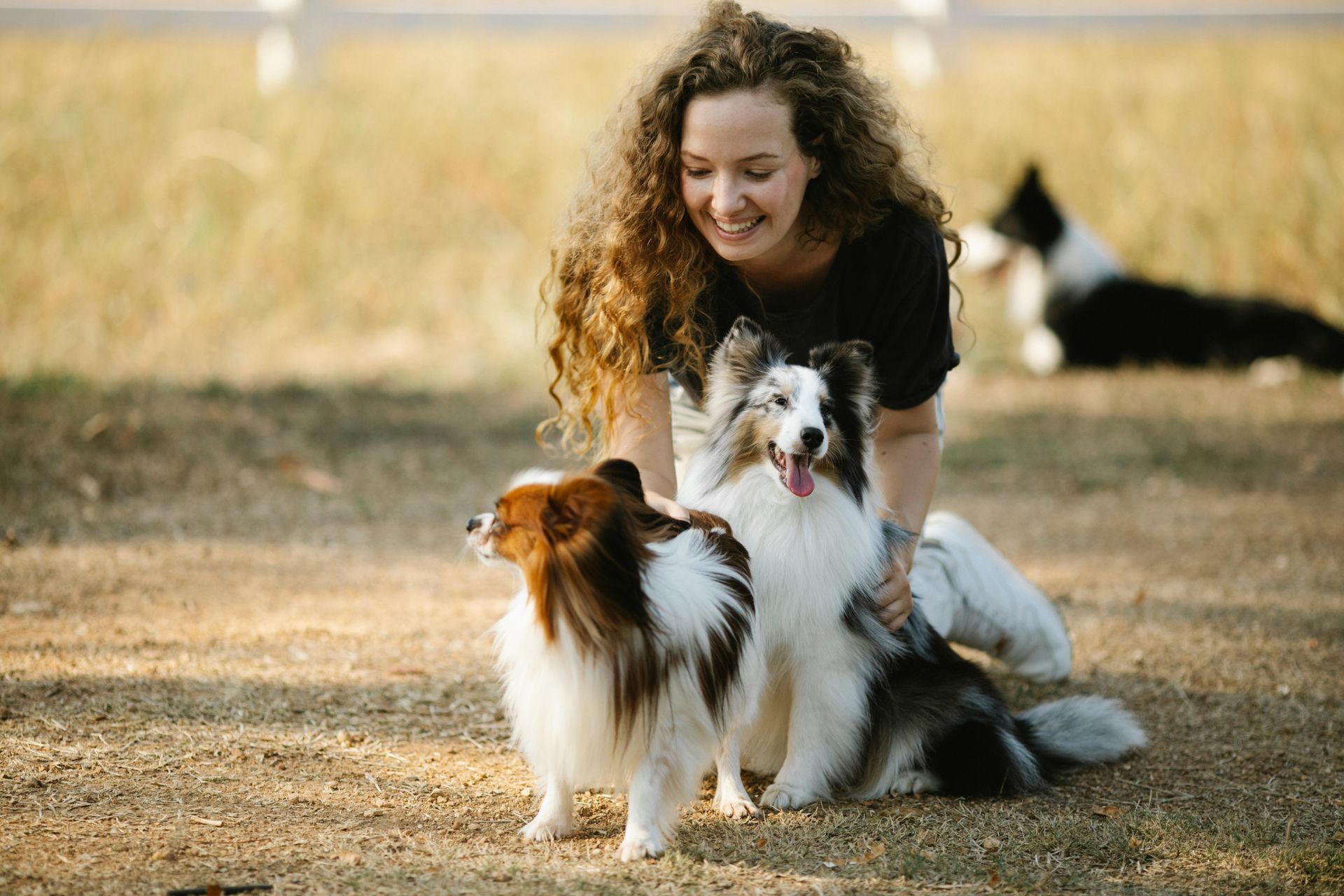 Woman with curly hair smiles, petting two Shetland Sheepdogs, one looking at her, on brown ground. Another dog rests in background.