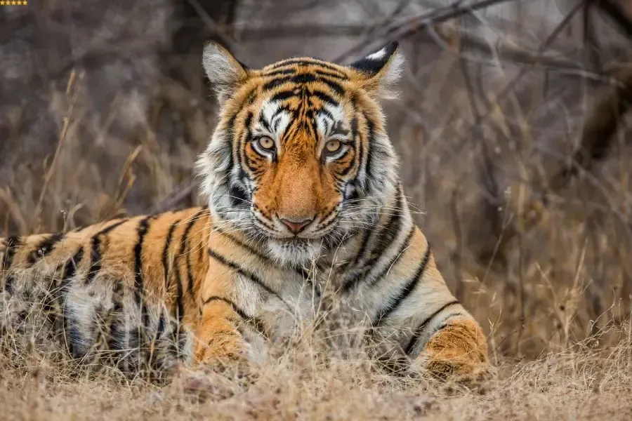 Ranthambore Tiger Safari Experience in Ranthambore National Park with Pashmina Tours