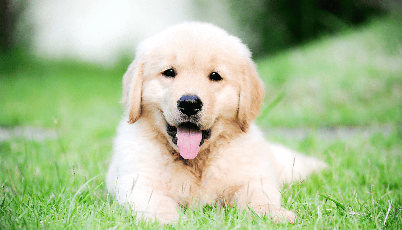 A golden retriever puppy is laying in the grass with its tongue hanging out.