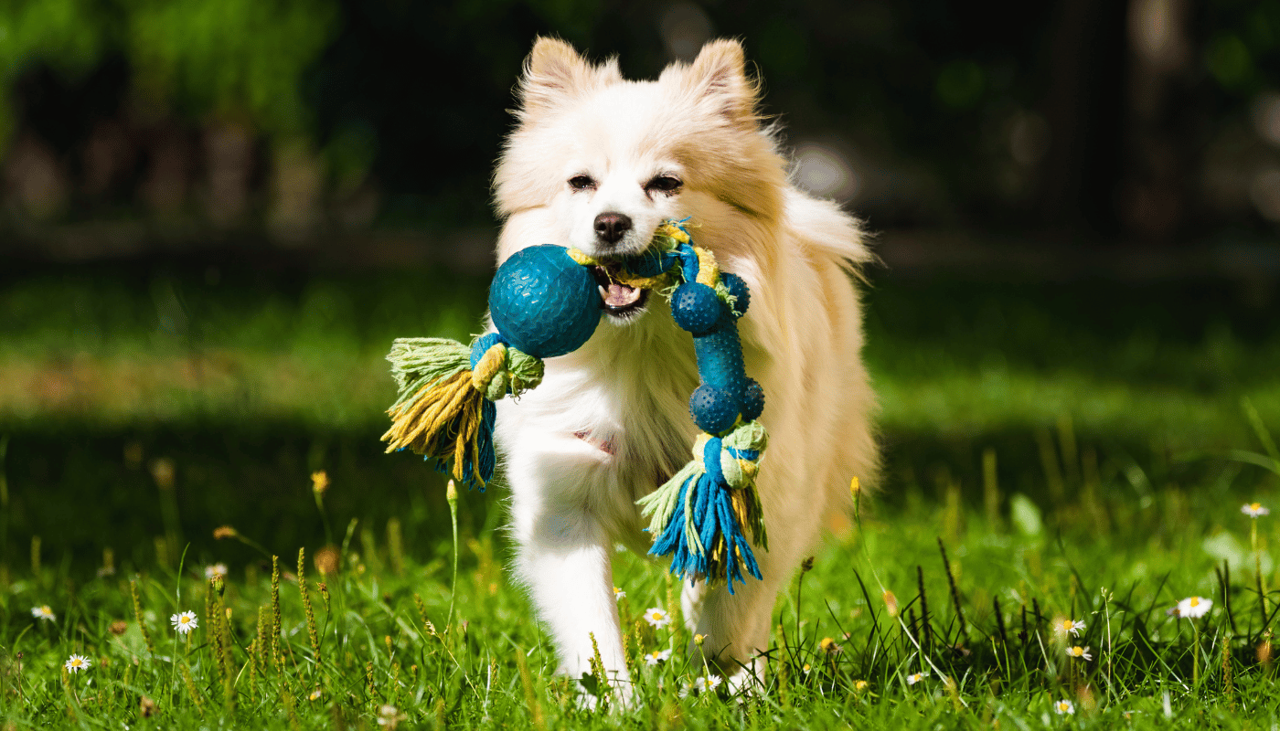 A small dog is running in the grass with a toy in its mouth.