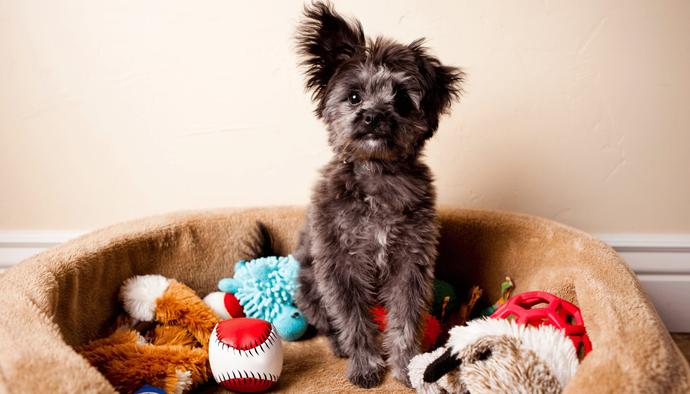 A small dog is sitting in a dog bed surrounded by toys.