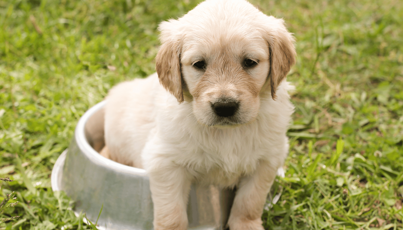 A puppy is sitting in a bowl in the grass.