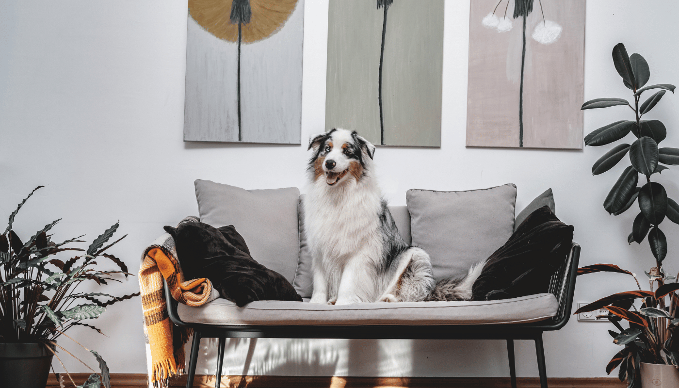 A dog is sitting on a couch in a living room surrounded by plants.