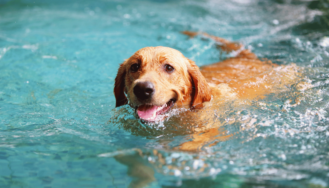 A dog is swimming in a swimming pool.