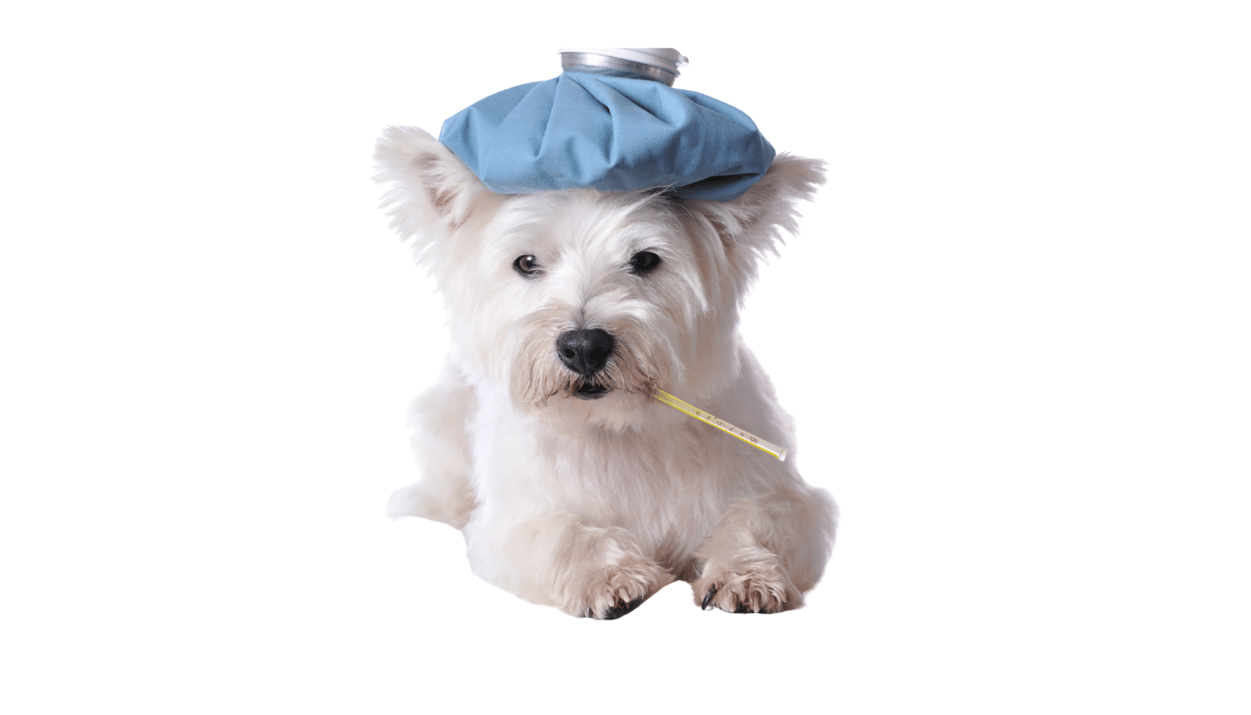 A small white dog with an ice pack on its head and a thermometer in its mouth.