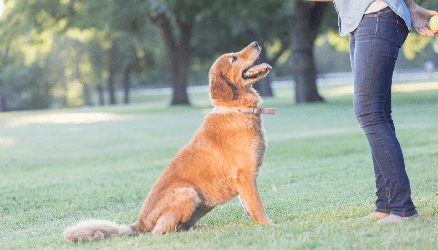 A woman is playing with her dog in a park.