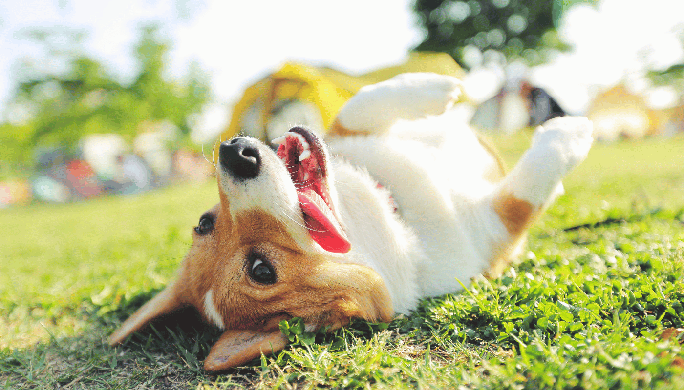 A brown and white dog is laying on its back in the grass.