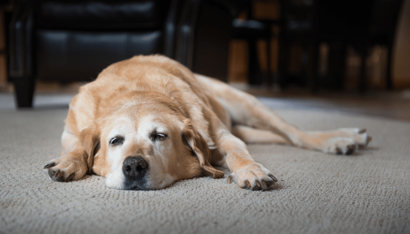 An older dog is laying on the floor in a living room.