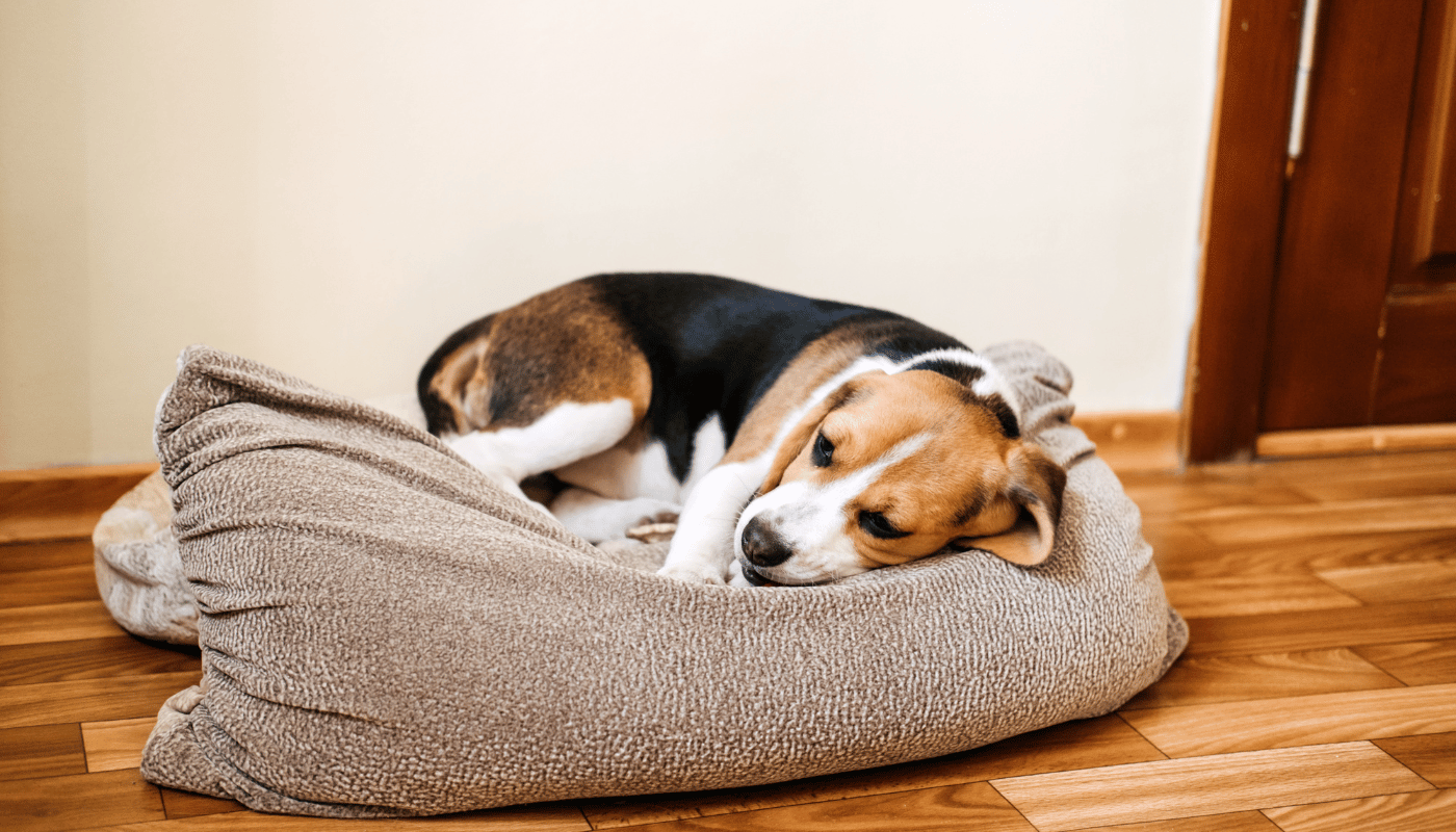 A beagle dog is sleeping in a dog bed on the floor.