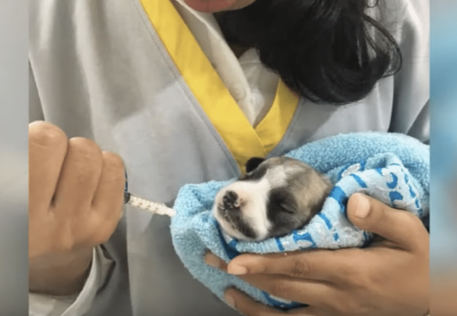 A woman is holding a puppy wrapped in a blue towel.