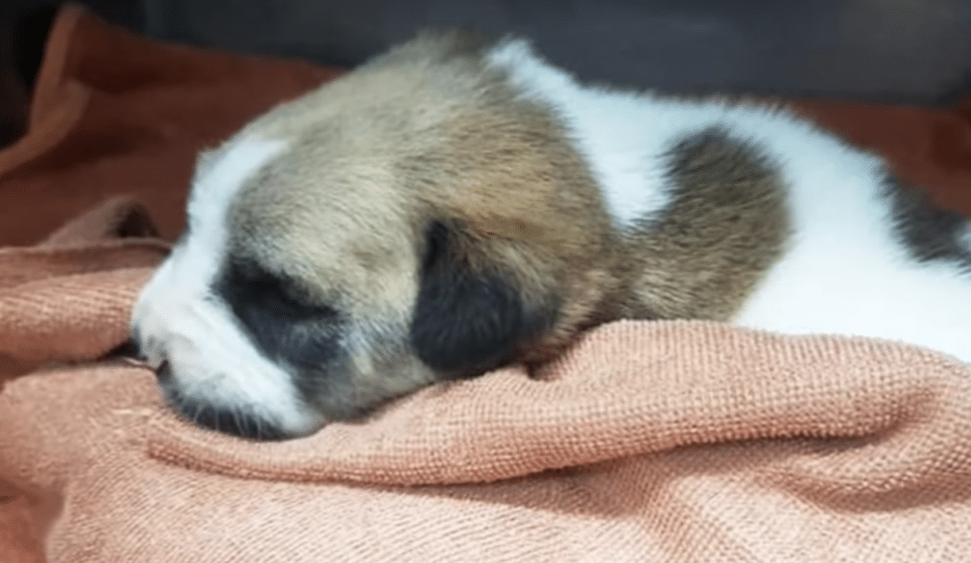 A brown and white puppy is sleeping on a towel.