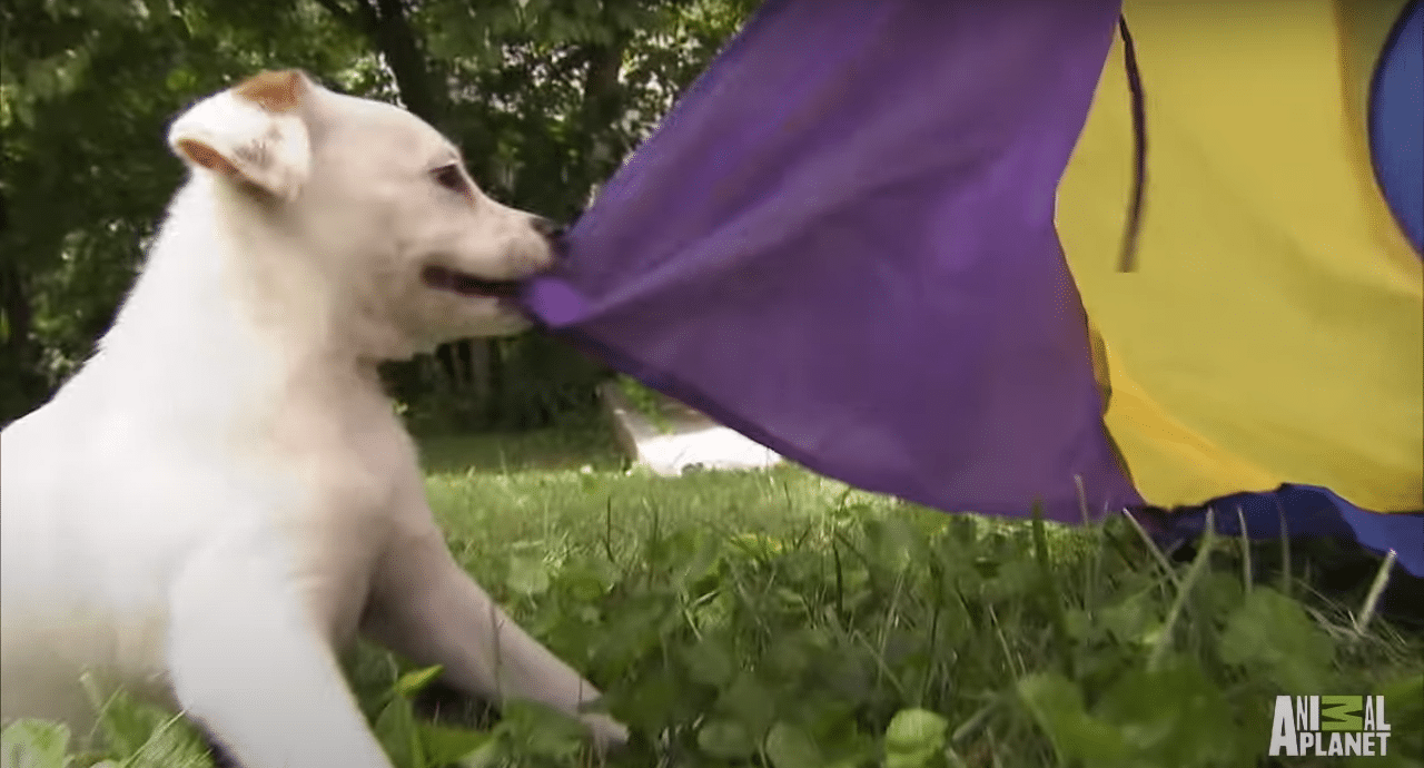 A white puppy is playing with a purple and yellow kite.
