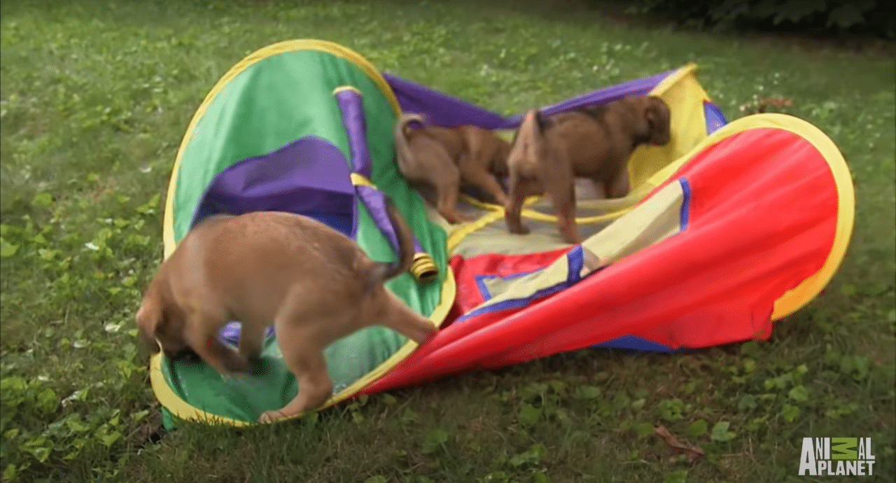 Three dogs playing with a colourful tent
