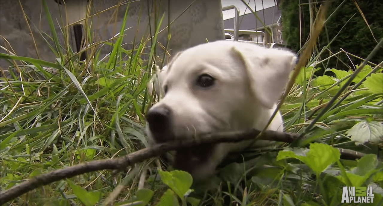 A dog hiding in the grass