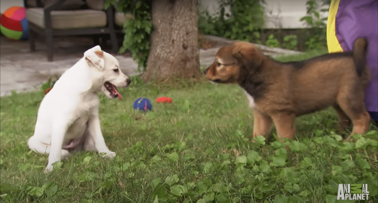 Two dogs playing with a ball on the grass
