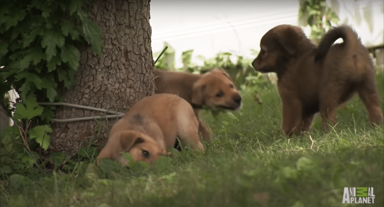 Three dogs playing near a tree