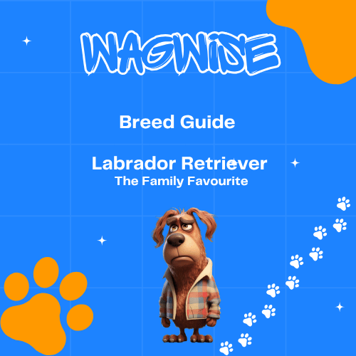 Wagwise breed guide labrador retriever the family favourite