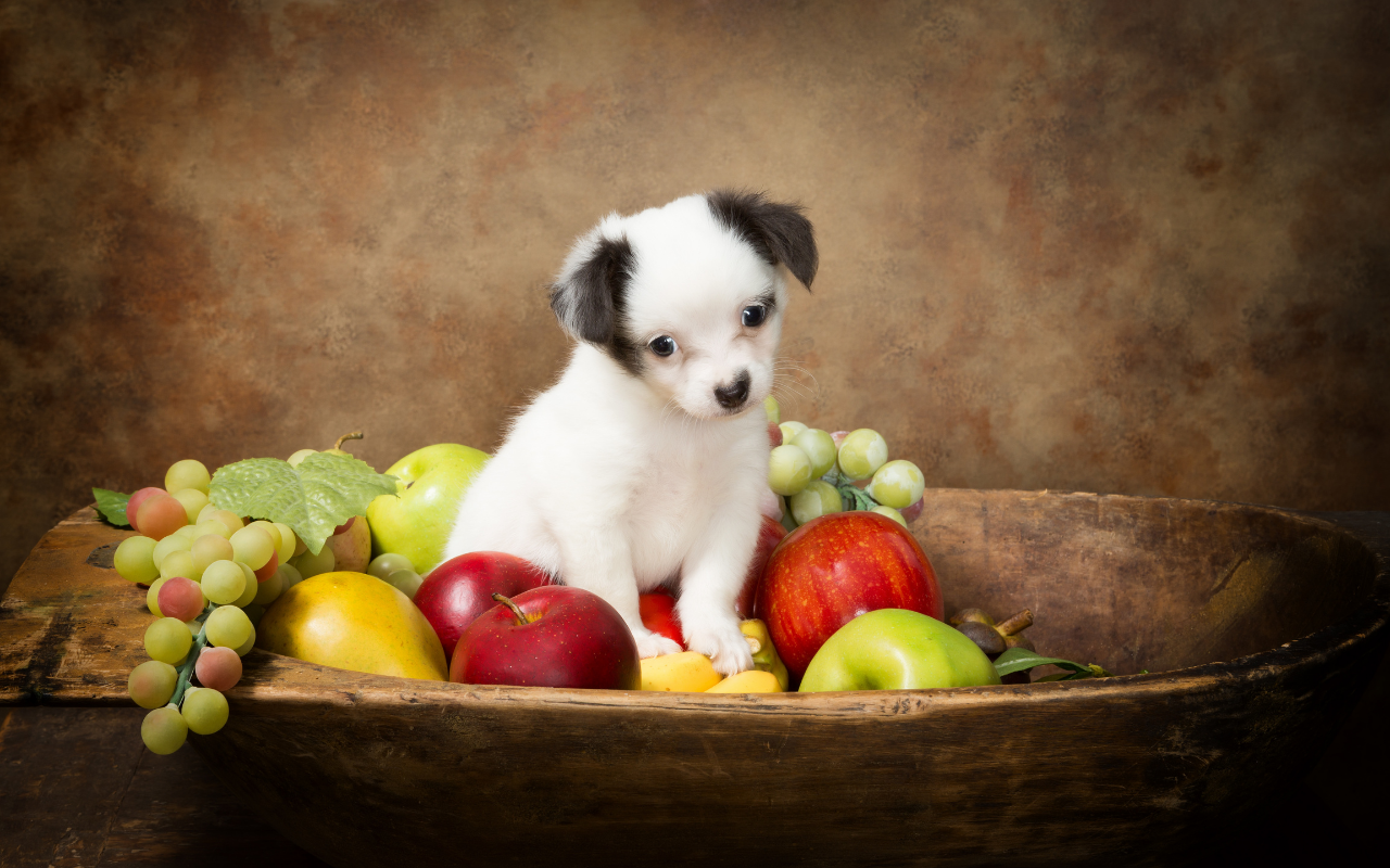 Small dog in a fruit bowl