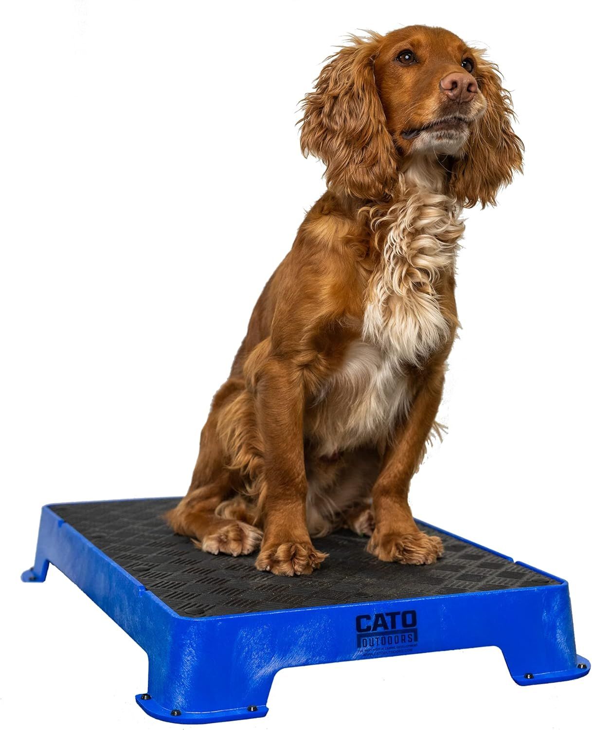 Brown Cocker Spaniel sits on a blue, textured step.