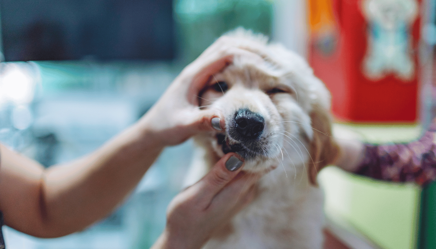 A person is petting a puppy 's face in a veterinarian 's office.