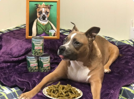 A dog eating green beans