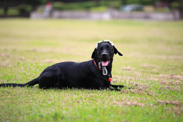 A black dog is laying in the grass in a park.