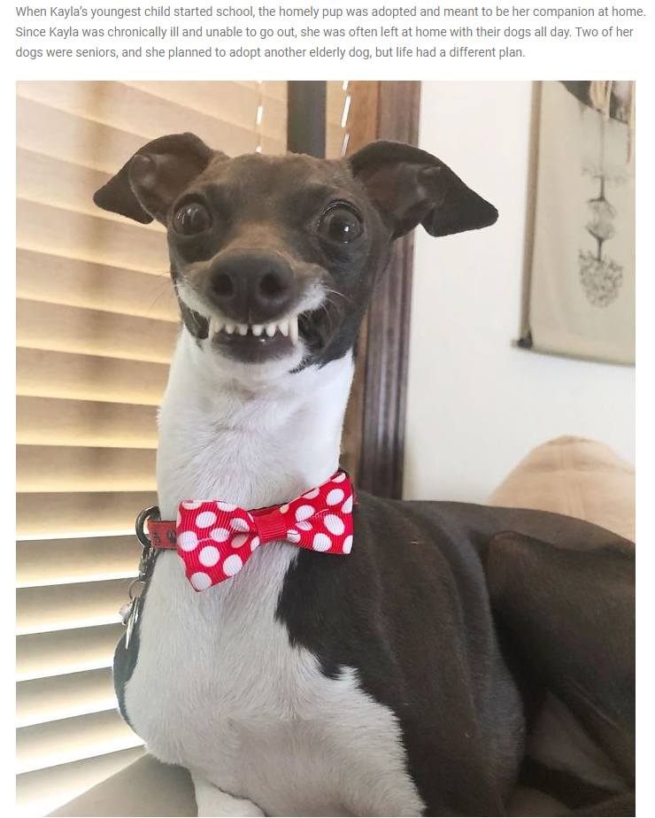 A black and white dog wearing a red bow tie