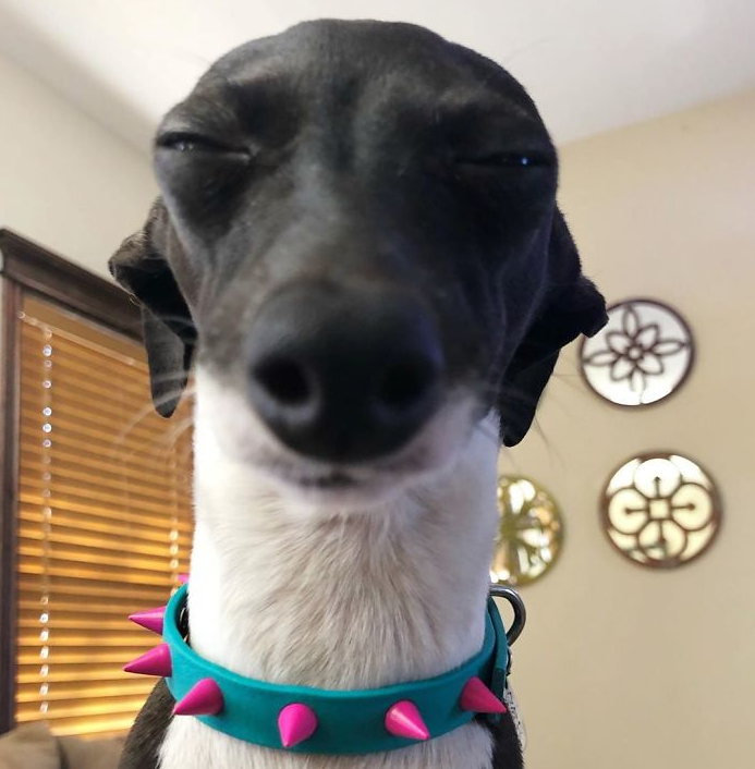 A black and white dog wearing a blue collar with pink spikes
