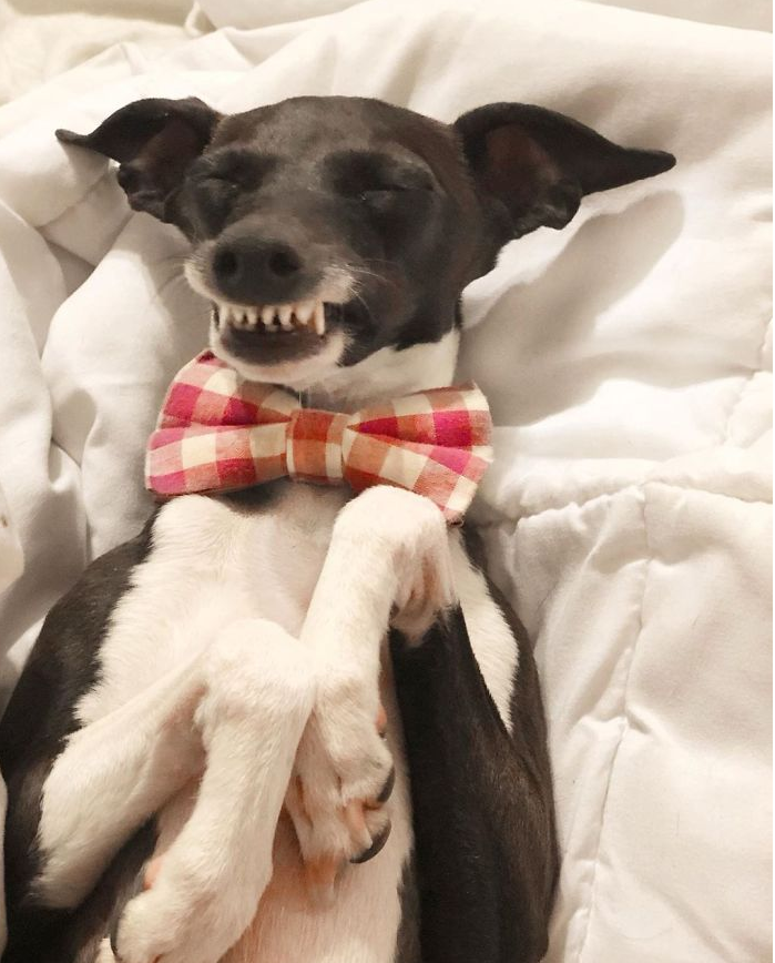 A black and white dog wearing a bow tie