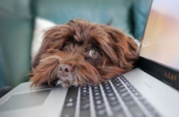 A brown dog is laying on top of a laptop computer.