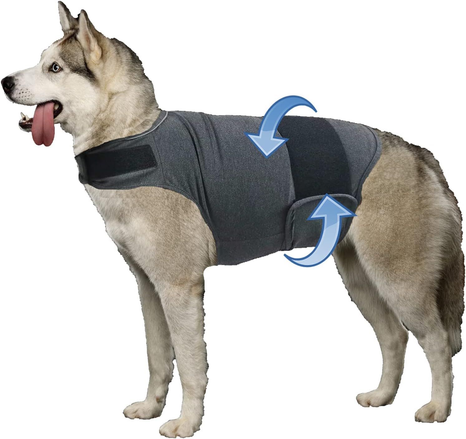 Gray husky wearing a pressure wrap with blue arrows indicating how to fasten it.