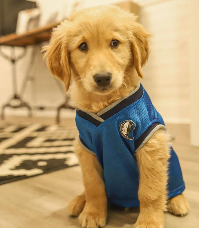 A puppy wearing a blue shirt is sitting on the floor