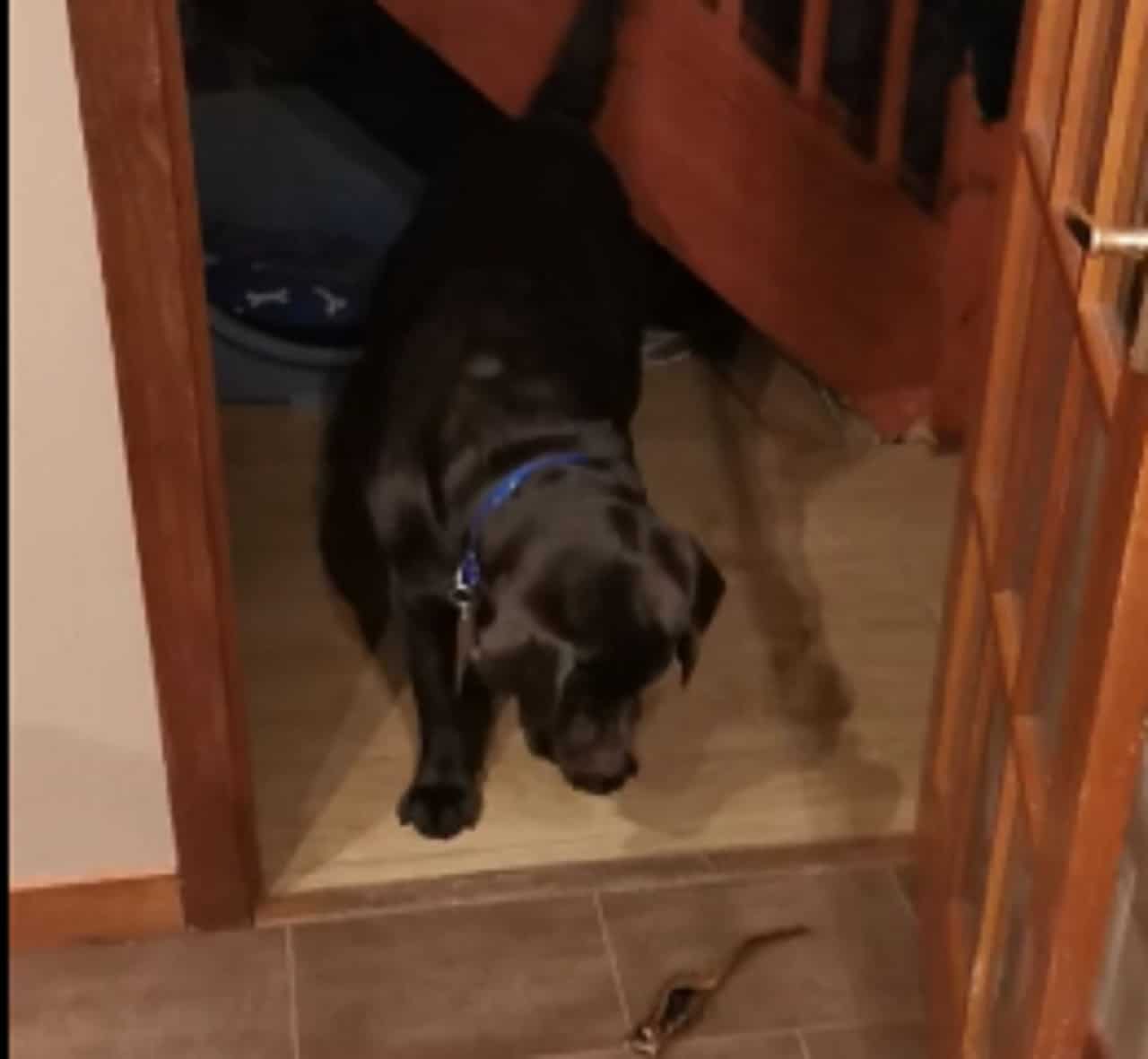 A black dog with a blue collar is standing in a doorway