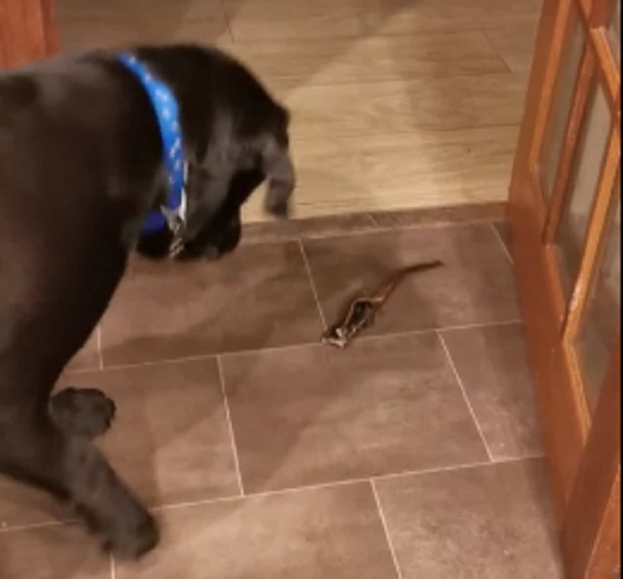 A black dog with a blue collar is standing on a tiled floor