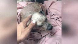 A dog with matted hair