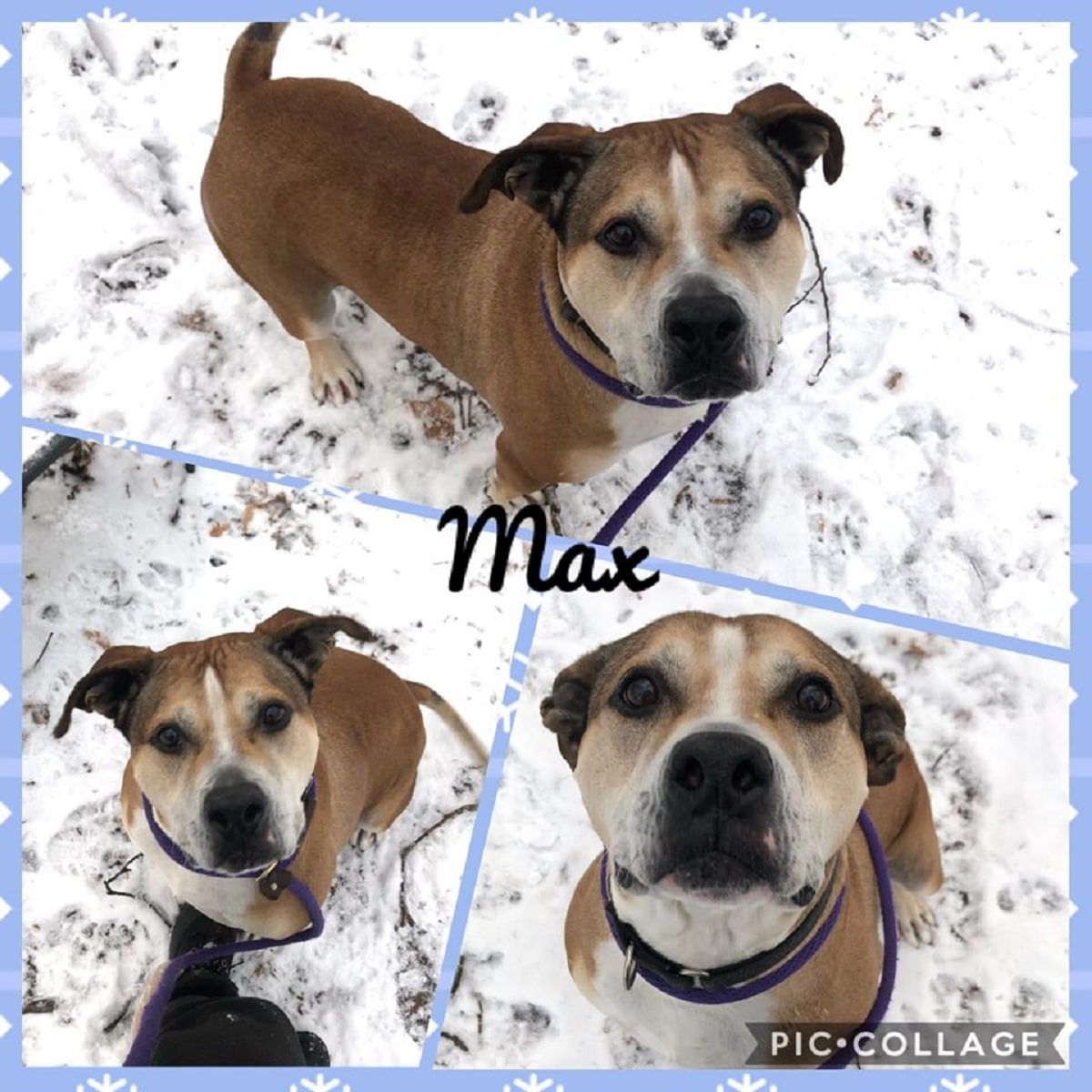 A collage of four pictures of a dog named max