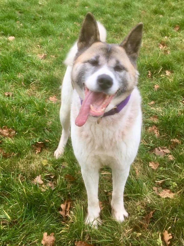 A white and brown dog is standing in the grass with its tongue hanging out.